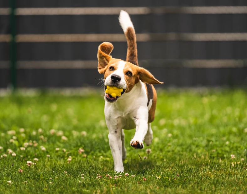 Helping dogs overcome aggression, anxiety, and reactivity with our Behavior Reset Board and Train program in San Antonio.