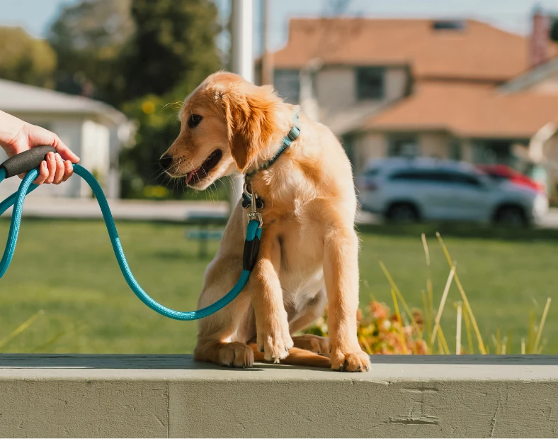 Puppy training in San Antonio, Texas with Beyond Obedience Dog Training