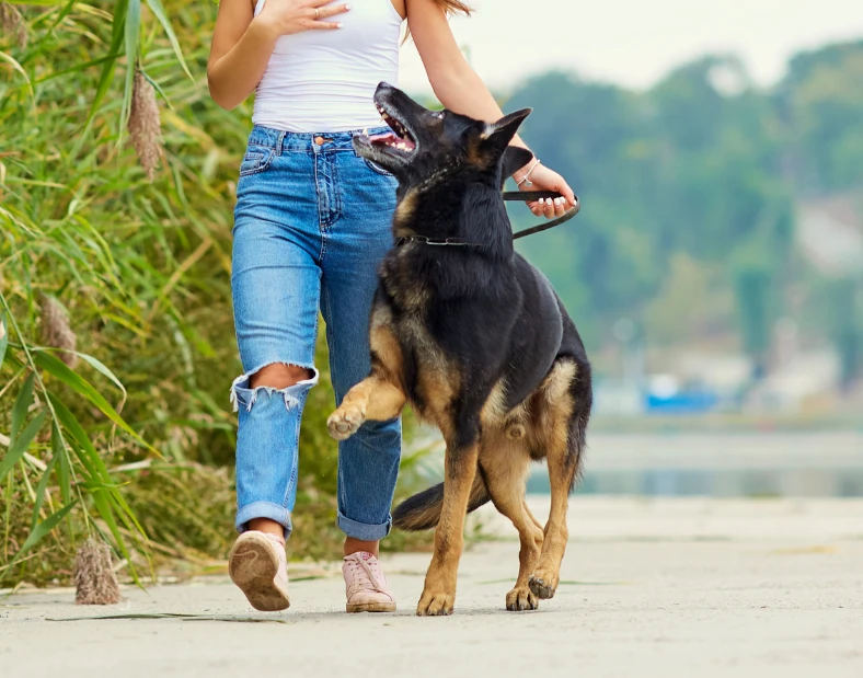 Helping dogs become confident, well-behaved companions with dog obedience training in San Antonio
