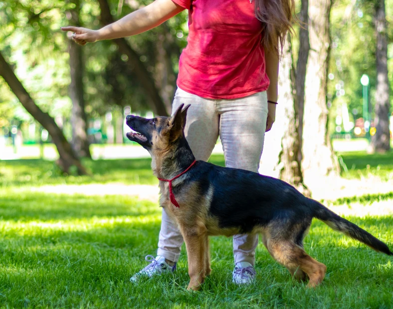 Expert private dog training in San Antonio tailored to your dog's behavior and obedience needs.